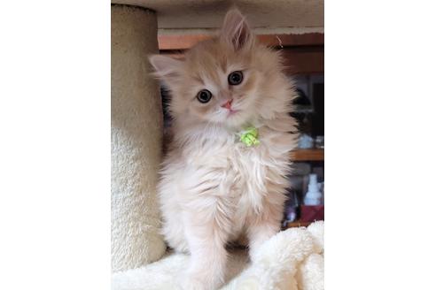 成約済の埼玉県のサイベリアン-19102の1枚目